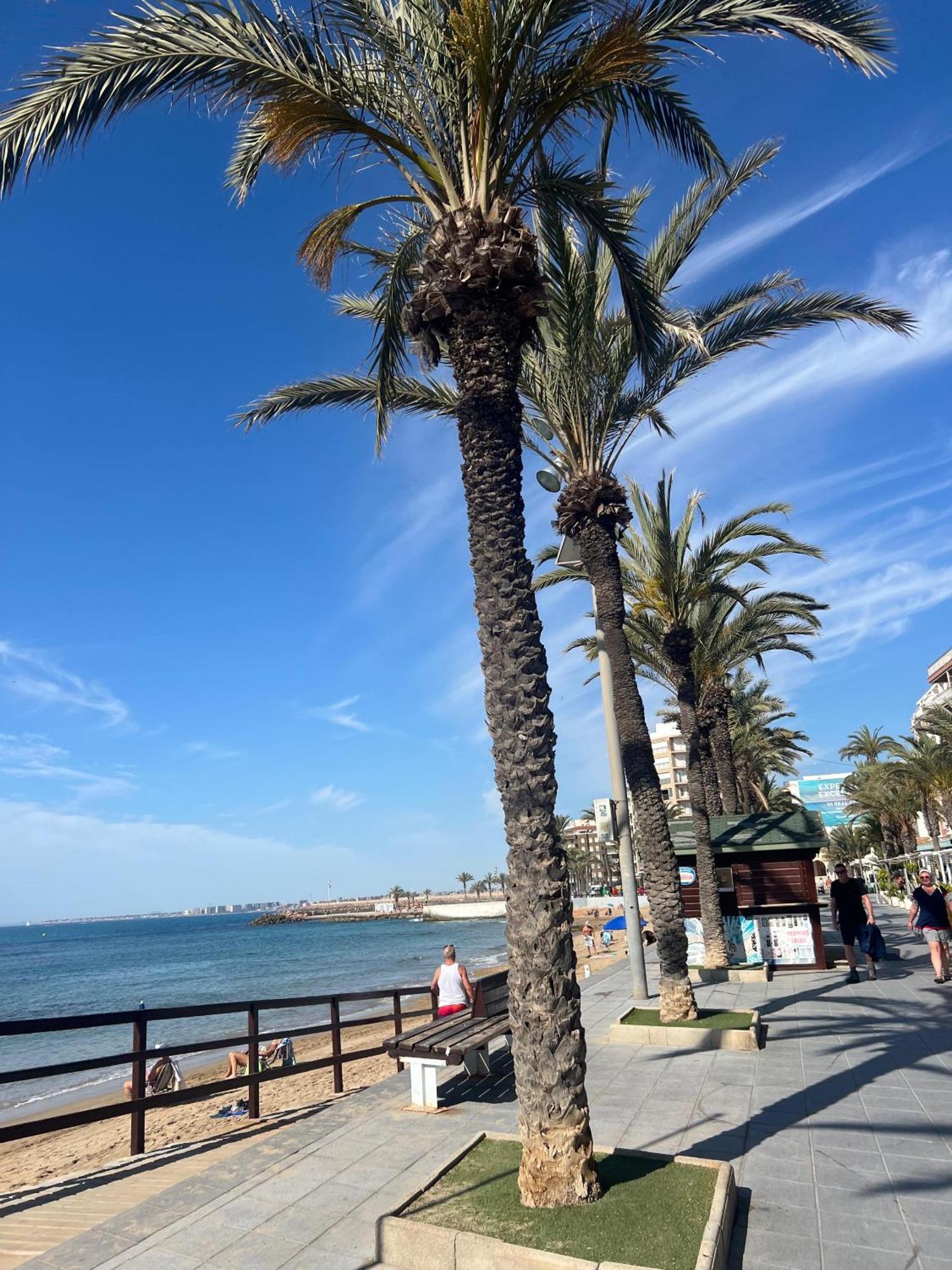 Appartement Torrevieja Alicante Екстериор снимка